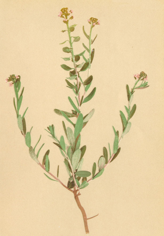 ALPENFLORA ALPINE FLOWERS. Aethionema Saxatile (L. ) R. Br-Steintäschel 1897